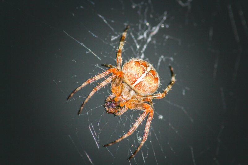 spider picture contrast closeup 