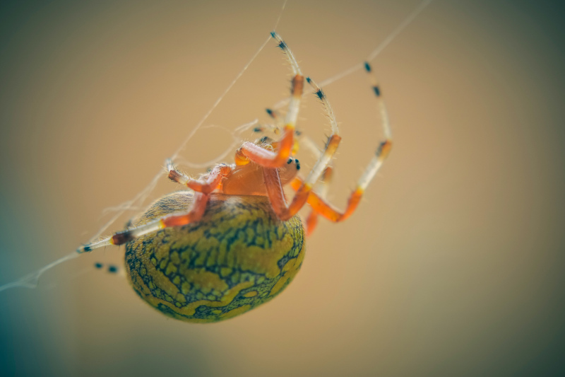 Spider picture elegant closeup 