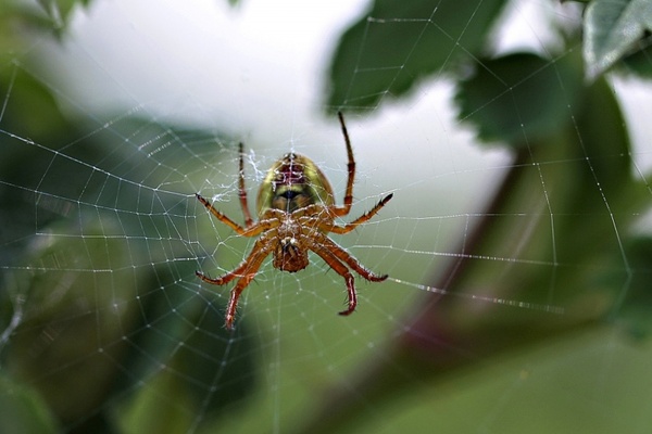 spider spider web web