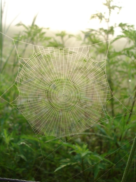 spider web dew