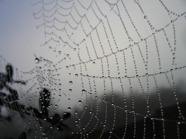 spider web morning