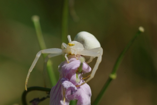 spider white animal 