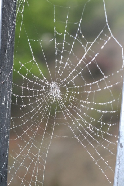 spiderweb covered with dew 