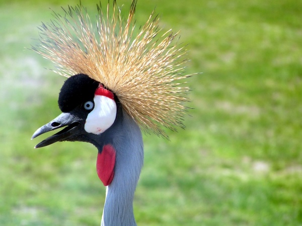 spiky hair crane