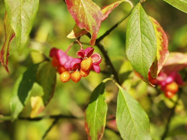 spindle fortunei seeds