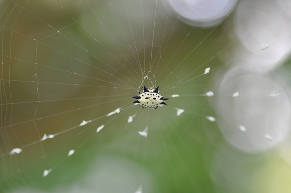 spiny orbweaver spider