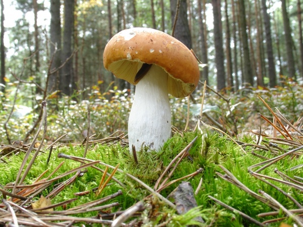 sponge mushrooms autumn