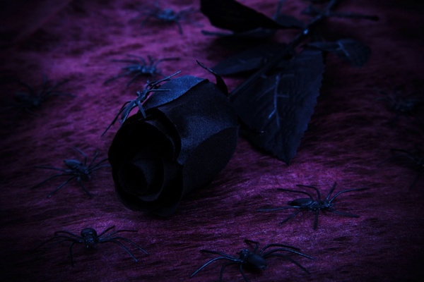 spooky rose