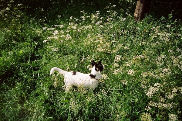 spotty dog