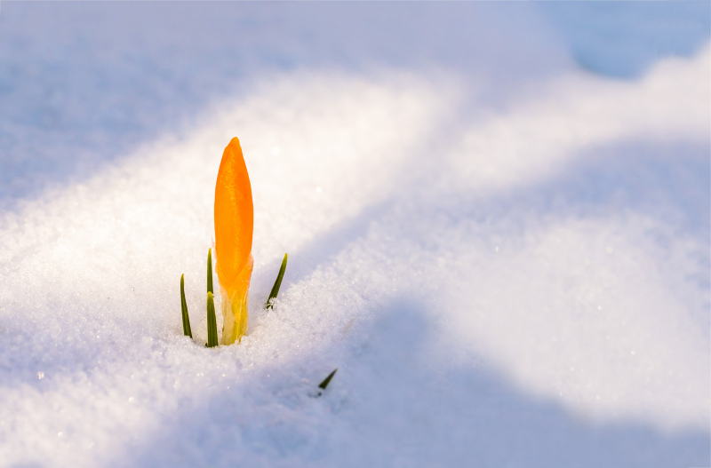 spring awakening picture flower bud snow scene  