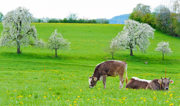 spring cows 