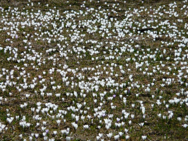 spring crocus crocus white
