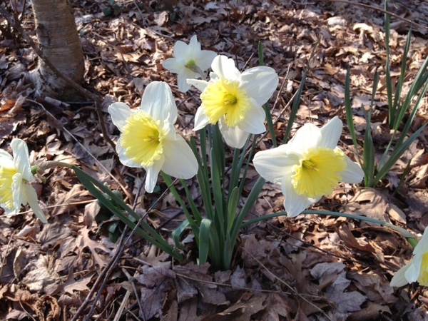spring daffodils flower