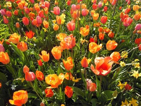 spring flowers bulbous plants warm colors