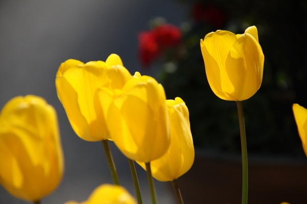spring flowers tulip