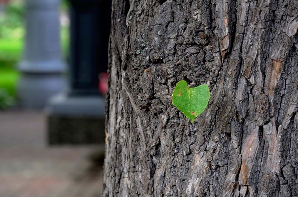 spring green leaf on tree bark