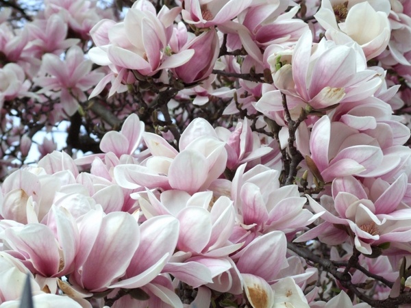 spring magnolia flower