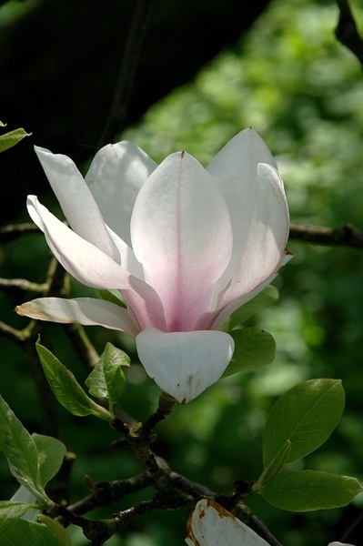 spring magnolia flowers