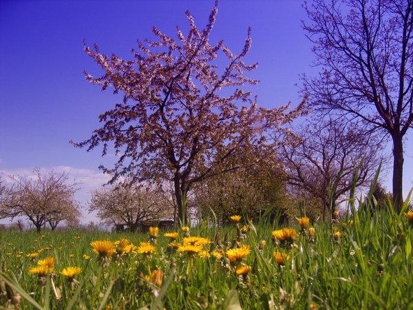 spring meadow tree