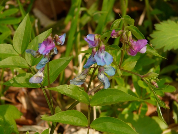 spring pea fabaceae plant