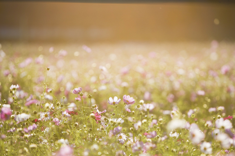 spring scenery picture blooming flower field scene closeup 
