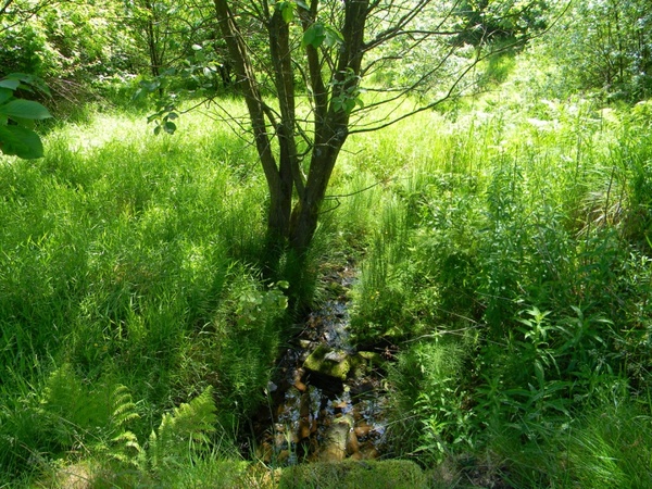 spring stream watergrove