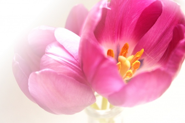 spring tulip flora