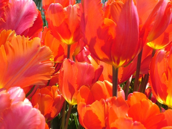 spring tulips flower