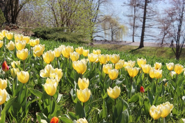 spring tulips yellow
