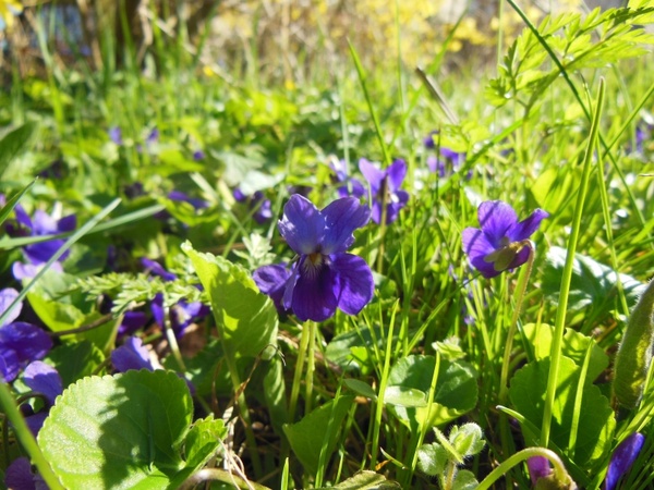 spring violets sunny weather