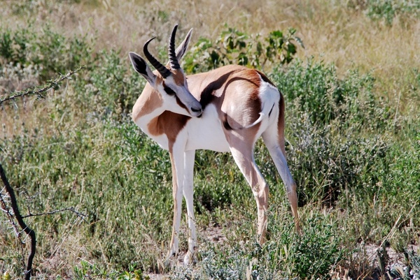 springbok animal africa