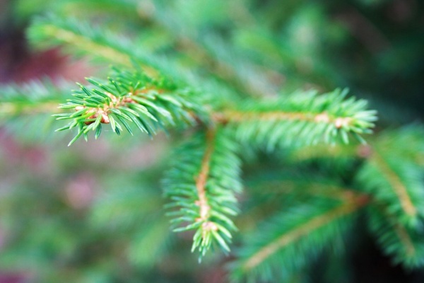 Spruce tree picture photos free download