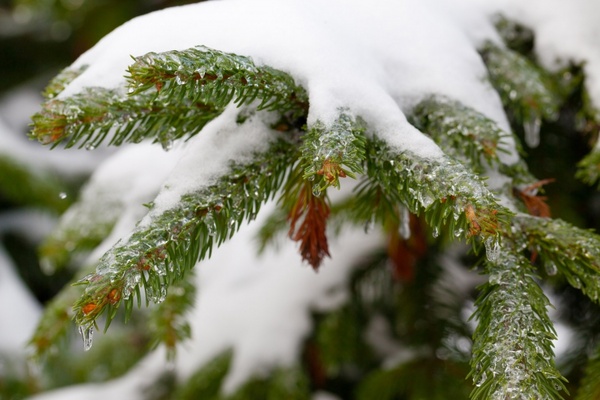 spruce branches covered in snow