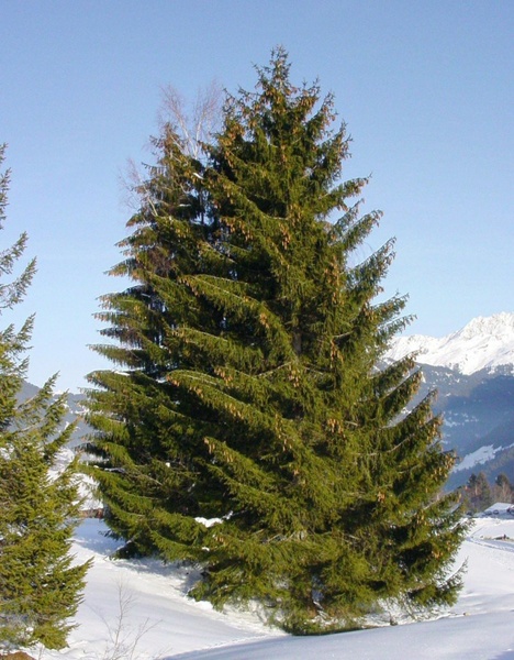 spruce conifer christmas tree
