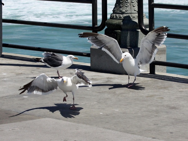 squabbling seagulls