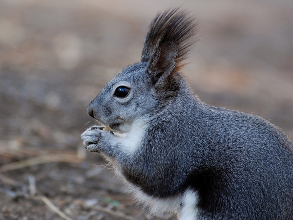 squirrel animal closeup