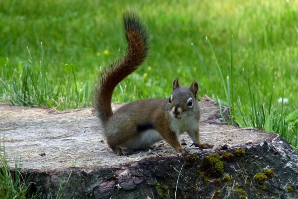 squirrel animal nature
