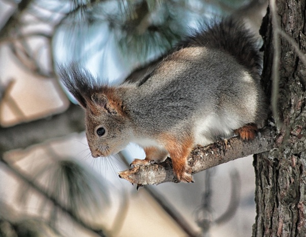 squirrel animal tree
