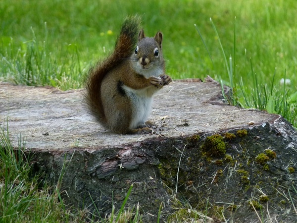 squirrel eating animal