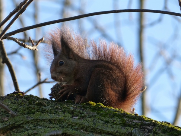 squirrel nut eat 