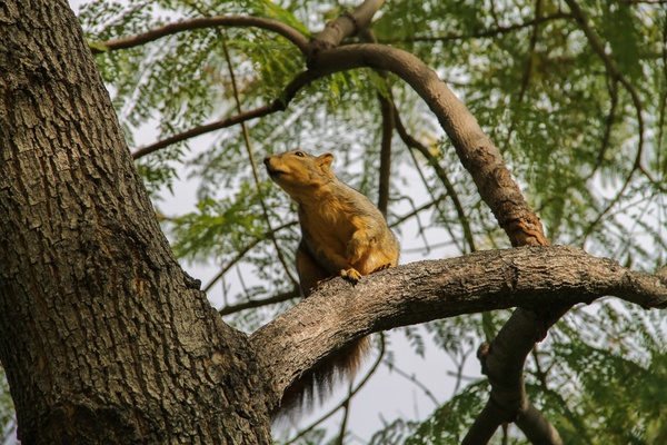 squirrel on a branch in a tree