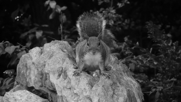 squirrel on the stone