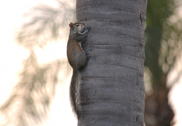 squirrel on trunk