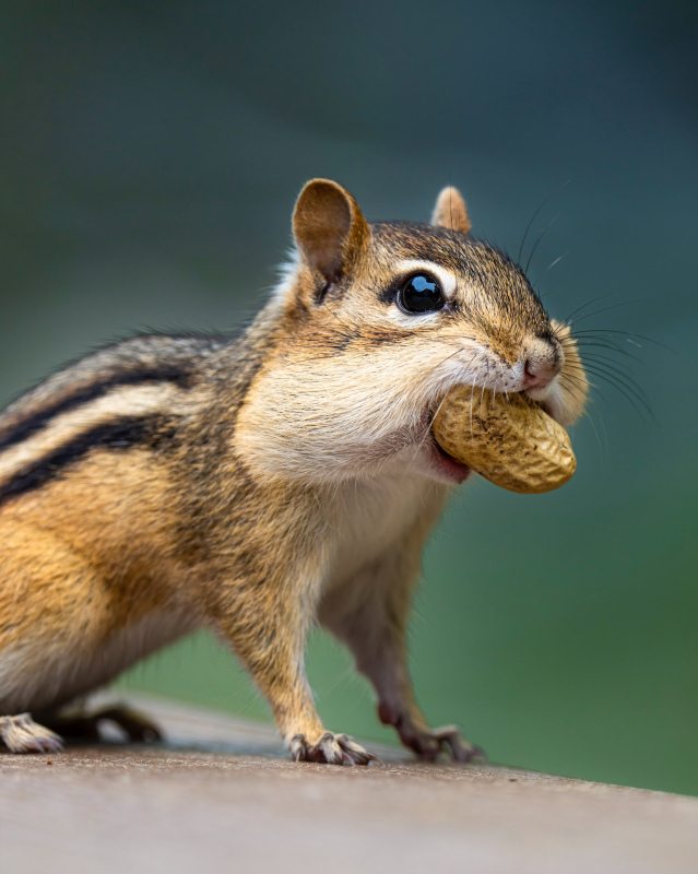 squirrel picture cute closeup 