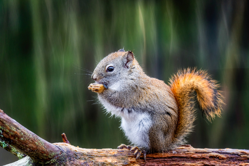squirrel picture cute realistic