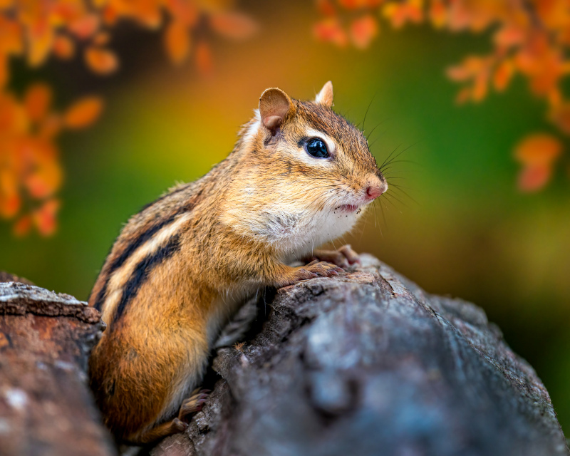 squirrel picture cute tiny closeup 