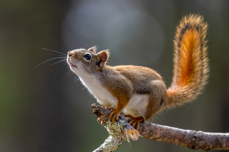squirrel picture dynamic realistic