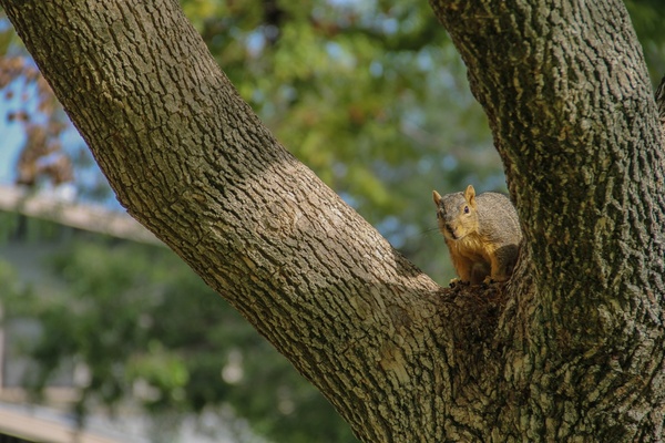 squirrel sitting on tree branch