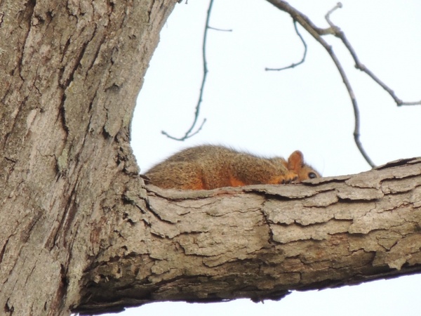 squirrel tree heber