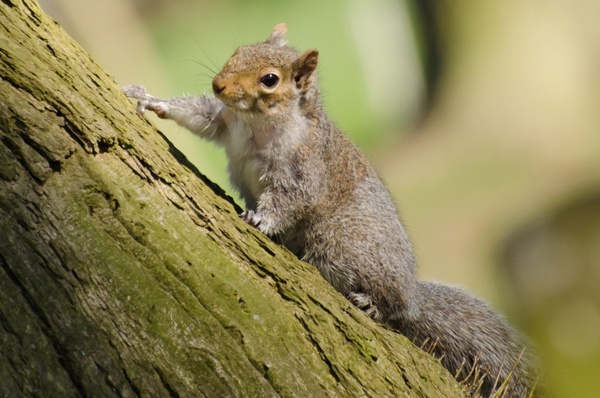 squirrel tree mammal